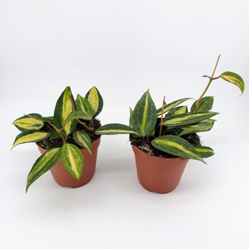 Hoya Latifolia Pot of Gold Wax Plant Hoya Latifolia Pot of Gold Wax Plant