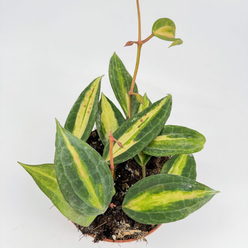 Hoya Latifolia Pot of Gold Wax Plant Easy care Hoya Latifolia Pot of Gold Wax Plant for indoor growing