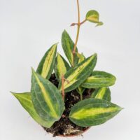 Easy care Hoya Latifolia Pot of Gold Wax Plant for indoor growing