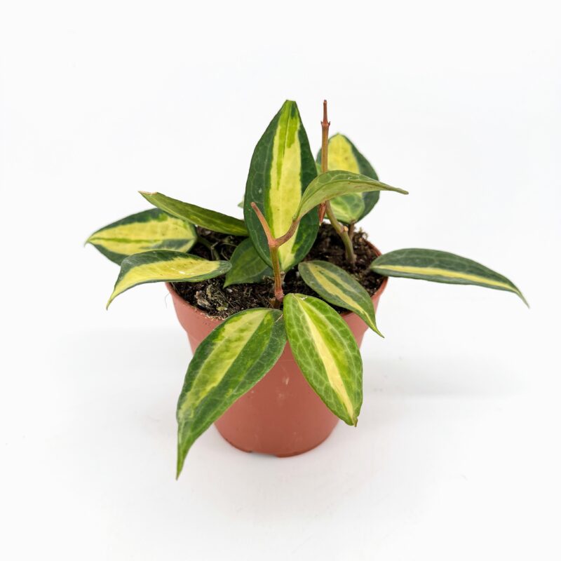Hoya Latifolia Pot of Gold Wax Plant Hoya Latifolia Pot of Gold Wax Plant with golden variegated leaves in nursery pot