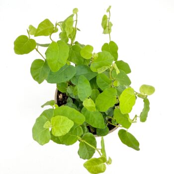 Ficus Pumila Green Sunny Creeping Fig – 9cm