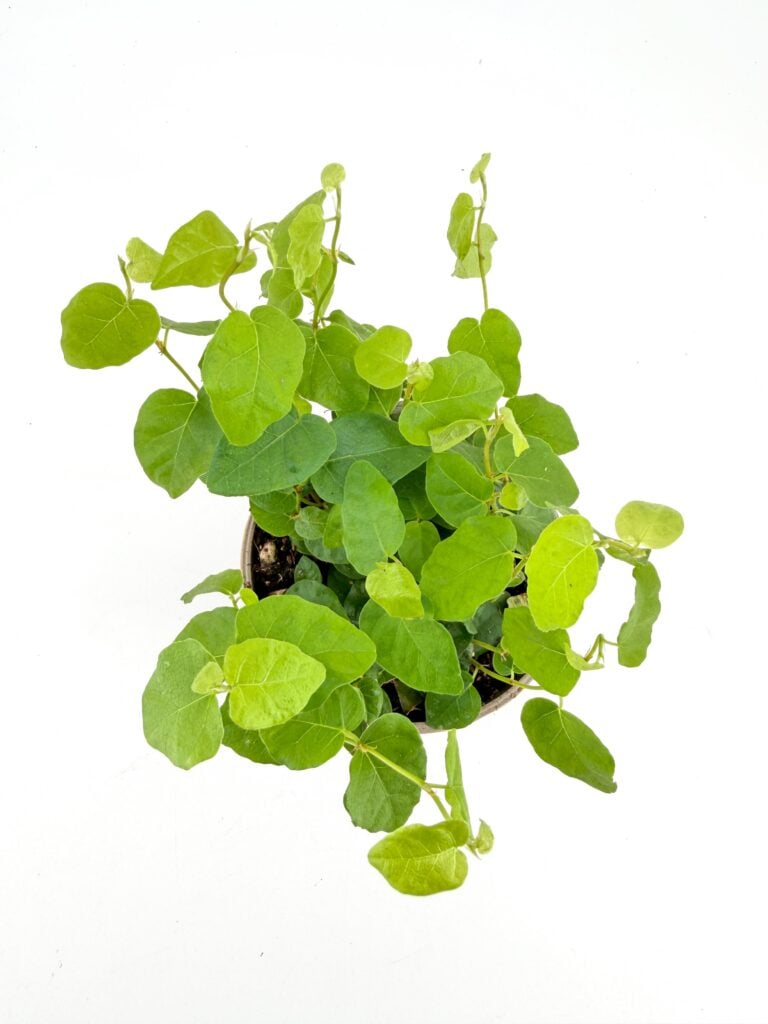 Ficus Pumila Green Sunny Creeping Fig – 9cm