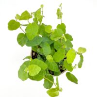 Ficus Pumila Green Sunny Creeping Fig – 9cm