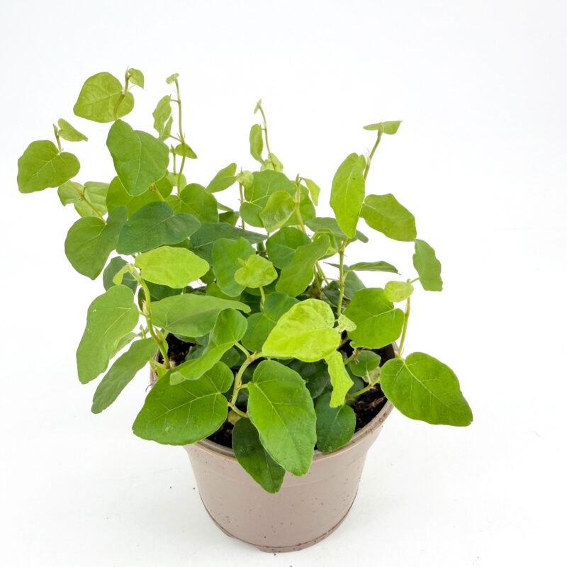 Ficus Pumila Green Sunny Creeping Fig Ficus Pumila Green Sunny Creeping Fig – 9cm