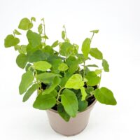 Ficus Pumila Green Sunny Creeping Fig – 9cm