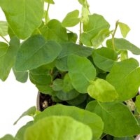 Ficus Pumila Green Sunny Creeping Fig – 9cm
