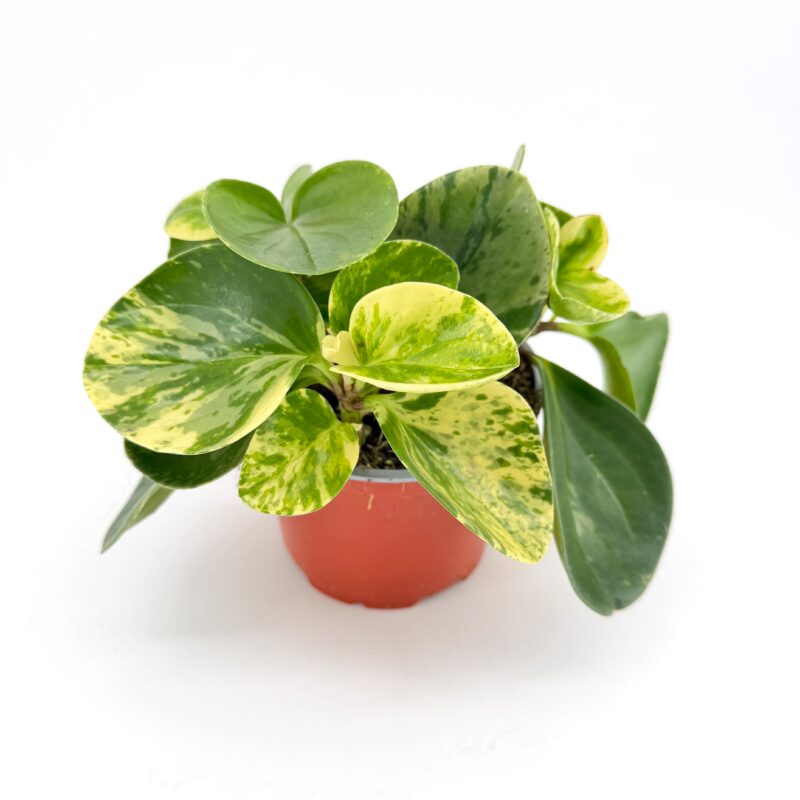 Peperomia obtusifolia Obtipan Bicolor Peperomia obtusifolia Obtipan Bicolor