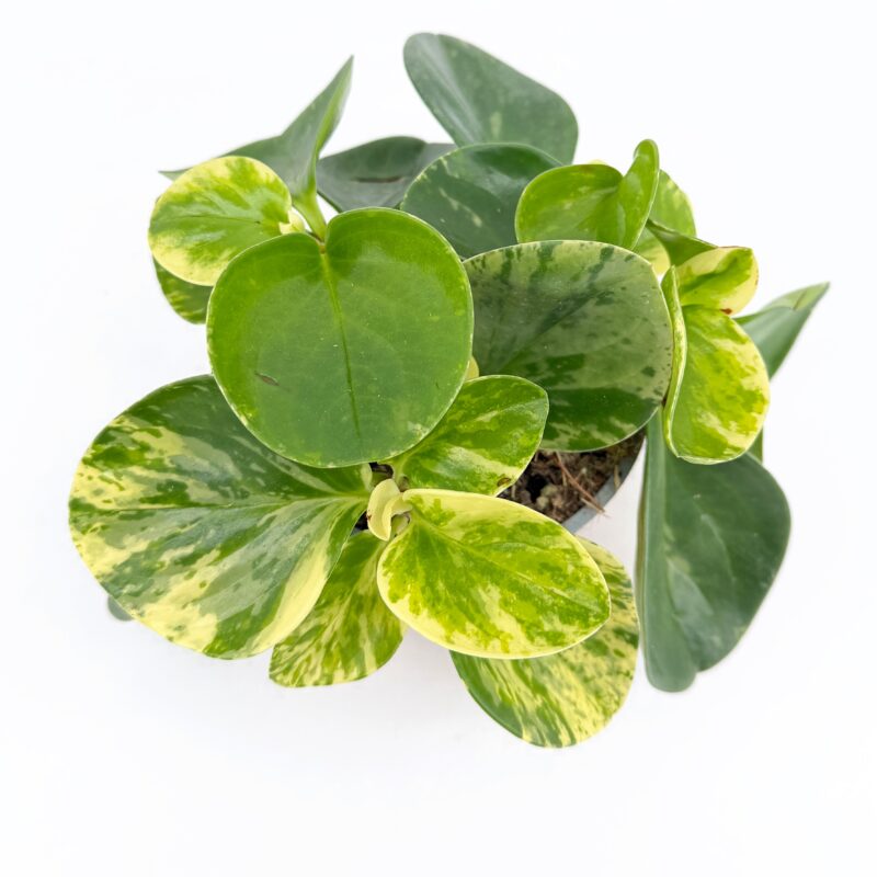 Peperomia obtusifolia Obtipan Bicolor
