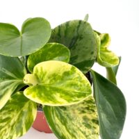 Peperomia obtusifolia Obtipan Bicolor