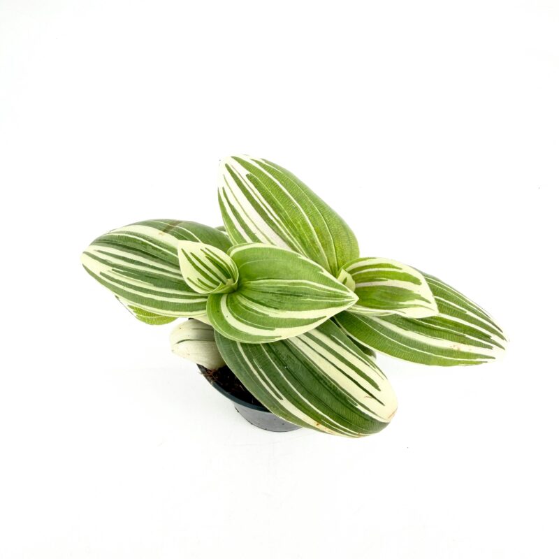 Tradescantia Cerinthoides Brightness White Stripe Friendship Plant Tradescantia cerinthoides Brightness White Friendship Plant with green and white striped variegated leaves in nursery pot on white background