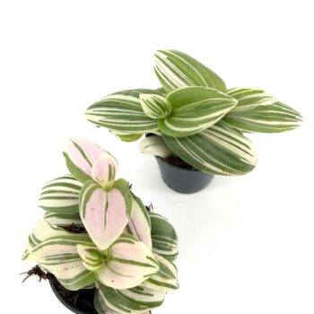 Two Tradescantia cerinthoides Brightness White Friendship Plants showing green, white and blush pink variegation in nursery pots on white background