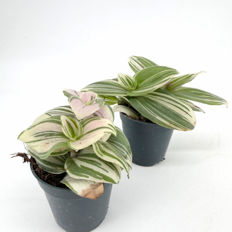 Tradescantia Cerinthoides Brightness White Stripe Friendship Plant Side view of two Tradescantia cerinthoides Brightness White plants in nursery pots, variegated green and white leaves with soft pink tones