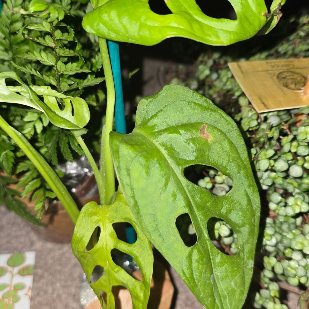 Image #1 from Marlena