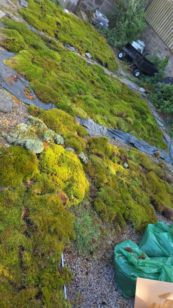 Our Show Garden Moss Guide Is Here