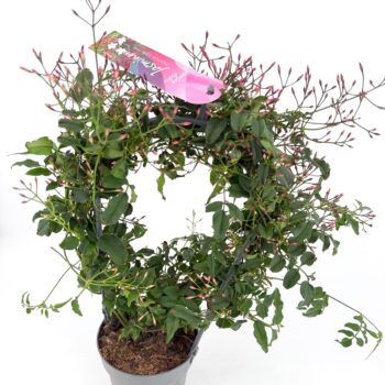 Jasminum polyanthum (flowered jasmine) with clusters of dark pink buds opening to white star shaped fragrant flowers on trailing green vines indoors