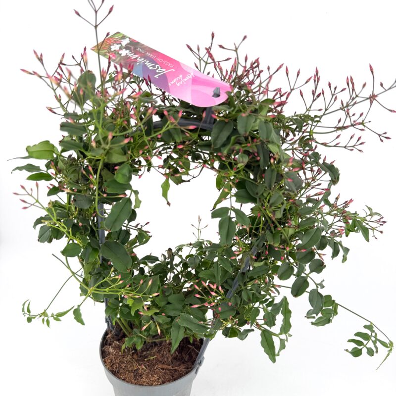 Jasminum Polyanthum Flowered Jasmine Jasminum polyanthum (flowered jasmine) with clusters of dark pink buds opening to white star shaped fragrant flowers on trailing green vines indoors