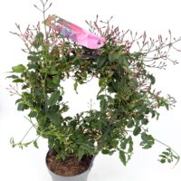 Jasminum polyanthum (flowered jasmine) with clusters of dark pink buds opening to white star shaped fragrant flowers on trailing green vines indoors