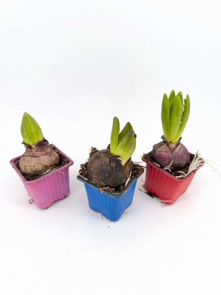 Three Hyacinthus orientalis bulbs sprouting green shoots in small pink, blue and red nursery pots before flowering