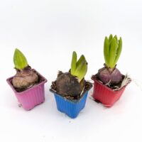 Three Hyacinthus orientalis bulbs sprouting green shoots in small pink, blue and red nursery pots before flowering