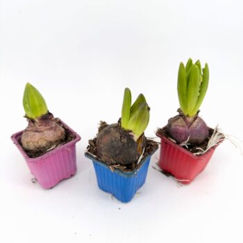 Three Hyacinthus orientalis bulbs sprouting green shoots in small pink, blue and red nursery pots before flowering