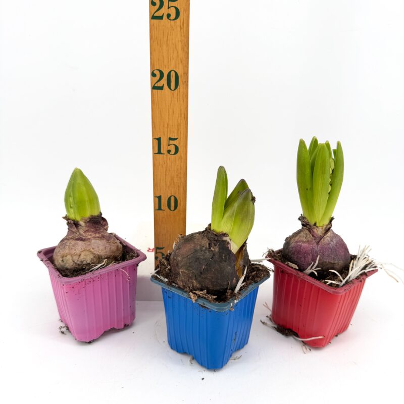 Mixed Hyacinth Bulbs | Hyacinthus orientalis | Indoor or Garden Hyacinth bulbs with emerging leaves shown beside a ruler for size reference in small nursery pots