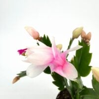 Close up of pale pink Schlumbergera truncata Thanksgiving cactus flower with buds and segmented leaves