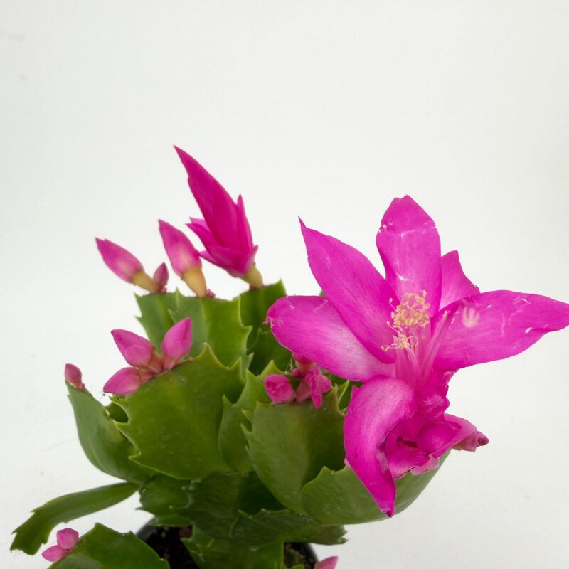 Schlumbergera Truncata Thanksgiving Cactus Detailed view of bright pink Thanksgiving cactus flower and unopened buds on segmented stems