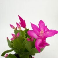Detailed view of bright pink Thanksgiving cactus flower and unopened buds on segmented stems