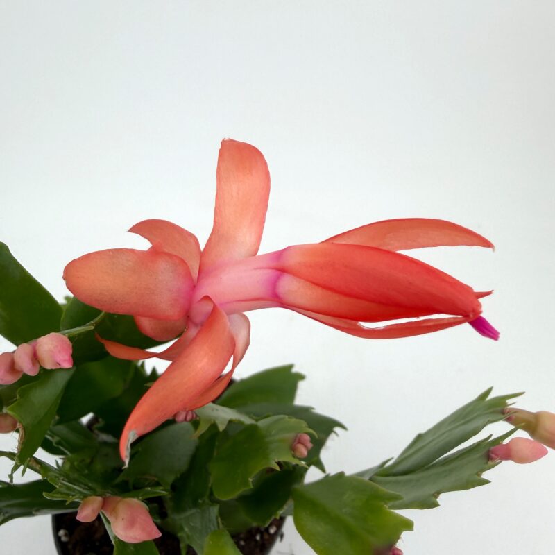 Schlumbergera Truncata Thanksgiving Cactus Close up of orange Thanksgiving cactus bloom with tubular petals and green segmented foliage