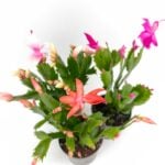 Schlumbergera Truncata Thanksgiving Cactus