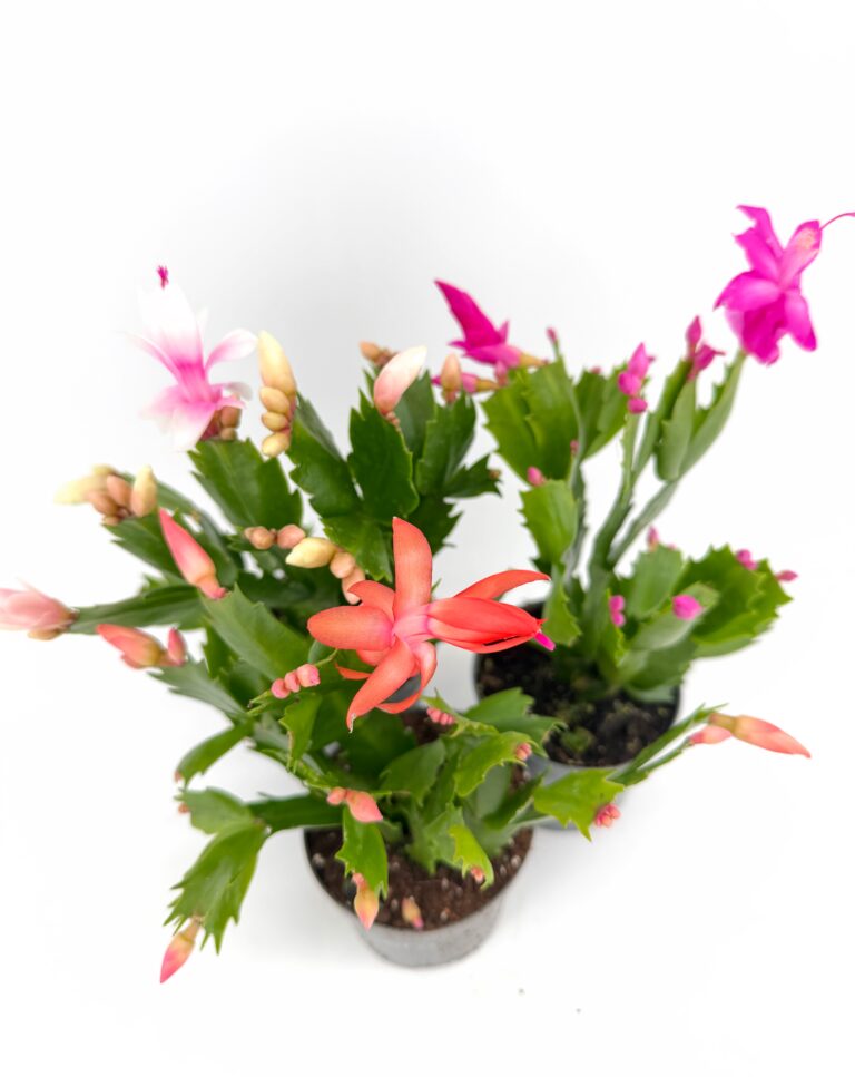 Mixed colour Schlumbergera truncata Thanksgiving cactus plants showing pink, white and orange flowers and buds