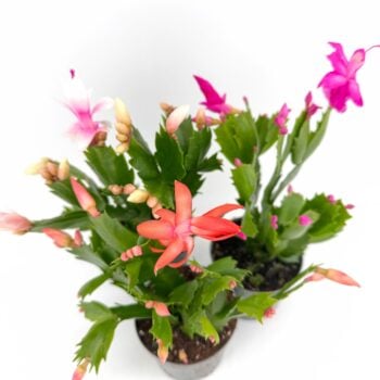 Mixed colour Schlumbergera truncata Thanksgiving cactus plants showing pink, white and orange flowers and buds