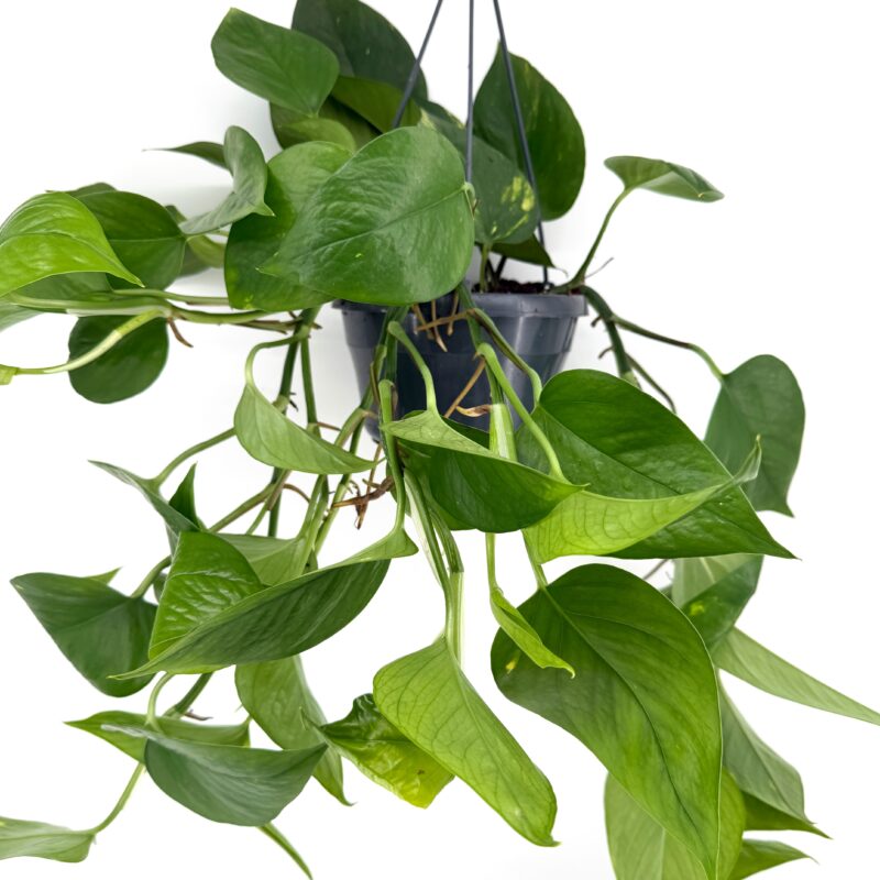 Epipremnum Aureum Devil’s Ivy Golden Pothos Lush pothos houseplant in a black pot, showcasing vibrant green leaves against a white background.