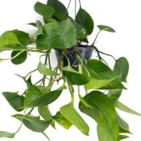 Lush pothos houseplant in a black pot, showcasing vibrant green leaves against a white background.