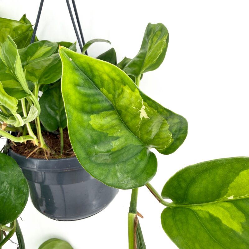 Epipremnum aureum Global Green Pothos | Easy Care Trailing Plant Epipremnum aureum Global Green Pothos
