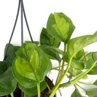Epipremnum aureum Global Green Pothos