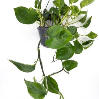 Epipremnum aureum Global Green Pothos