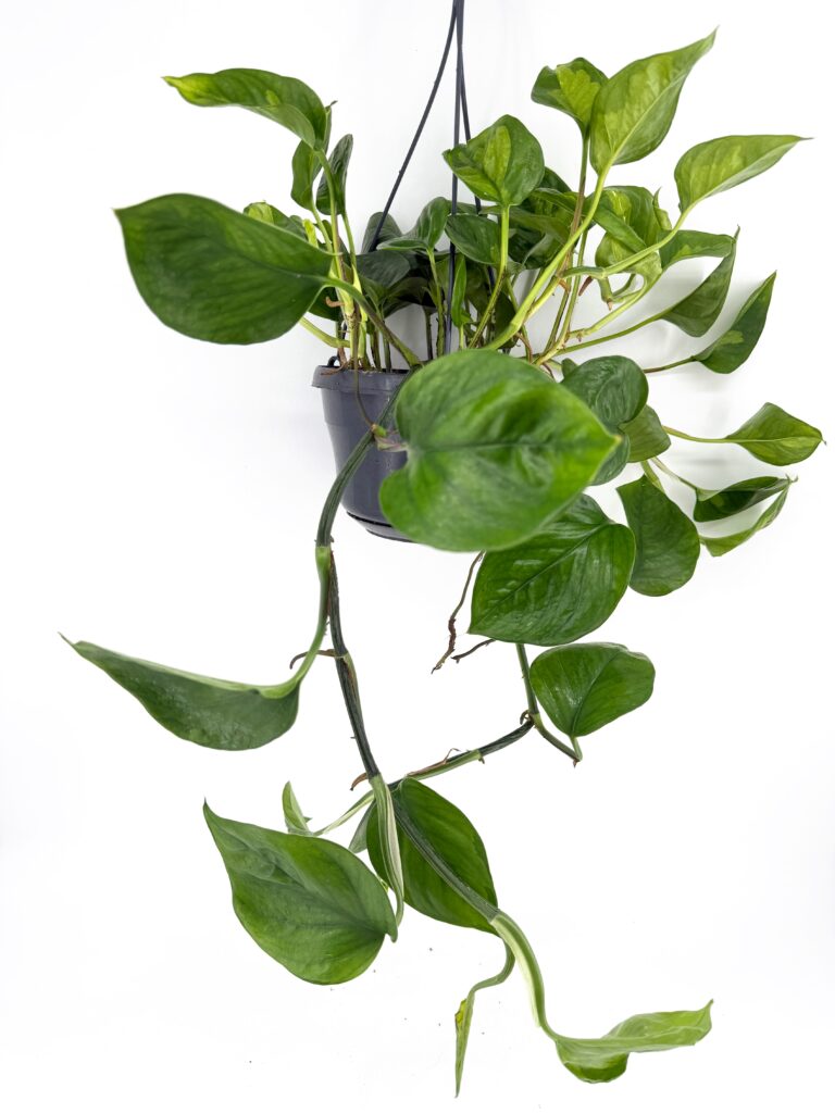 Epipremnum aureum Global Green Pothos