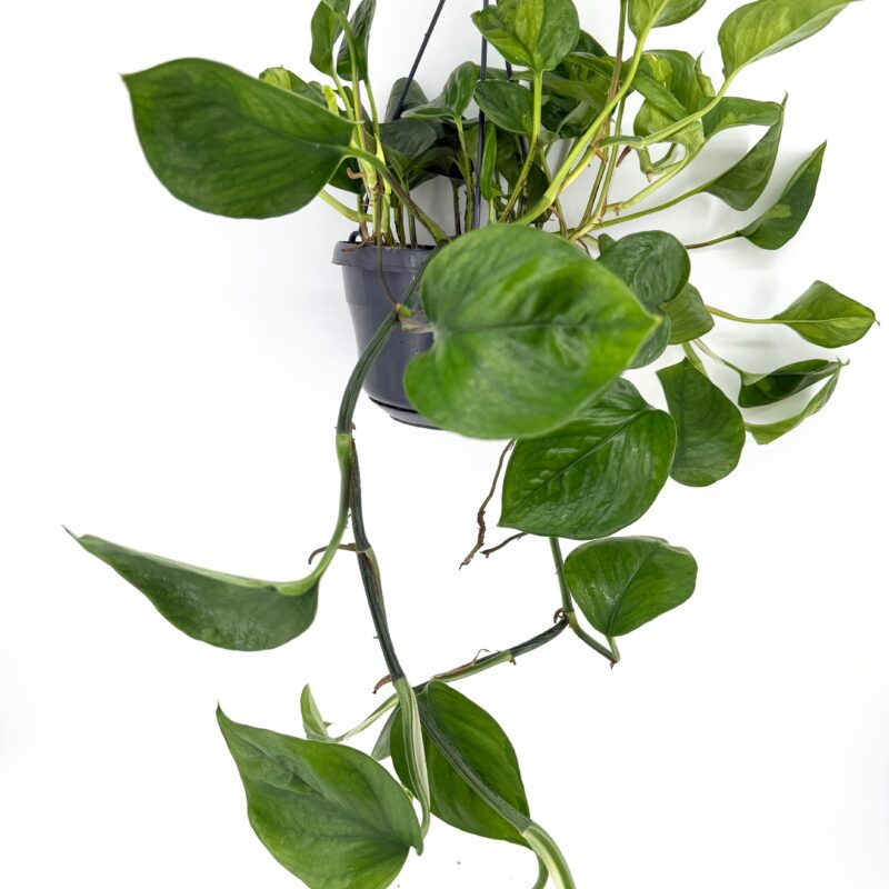 Epipremnum aureum Global Green Pothos