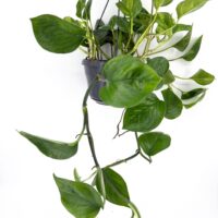 Epipremnum aureum Global Green Pothos