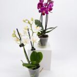 Orchid Phalaenopsis Mini Blooming Butterfly