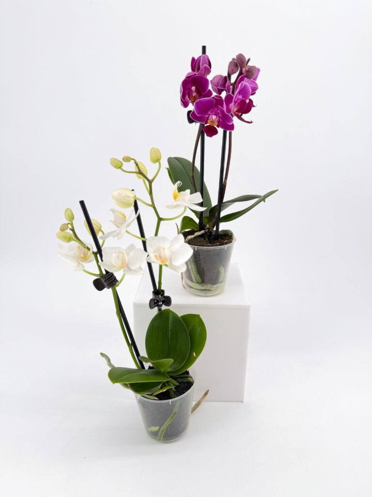Orchid Phalaenopsis Mini Blooming Butterfly – Purple – 5cm