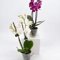 Orchid Phalaenopsis Mini Blooming Butterfly – Purple – 5cm