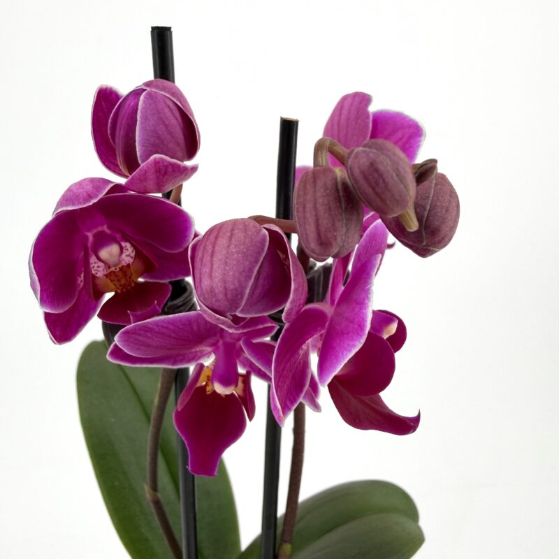 Orchid Phalaenopsis Mini Blooming Butterfly Orchid Phalaenopsis Mini Blooming Butterfly – Purple – 5cm