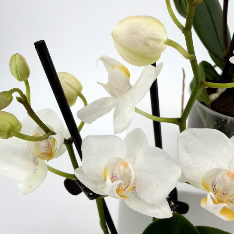 Orchid Phalaenopsis Mini Blooming Butterfly Orchid Phalaenopsis Mini Blooming Butterfly – Purple – 5cm