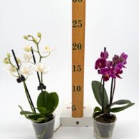Orchid Phalaenopsis Mini Blooming Butterfly – Purple – 5cm