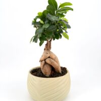 Bonsai Tree Ficus Ginseng