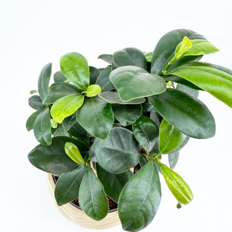 Bonsai Tree Ficus Ginseng Ceramic Planter Bonsai Tree Ficus Ginseng