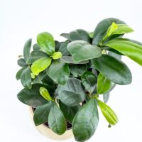 Bonsai Tree Ficus Ginseng