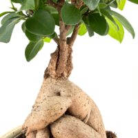 Bonsai Tree Ficus Ginseng
